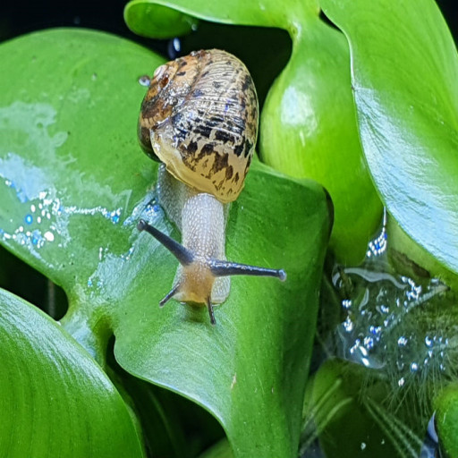 달팽이키우기