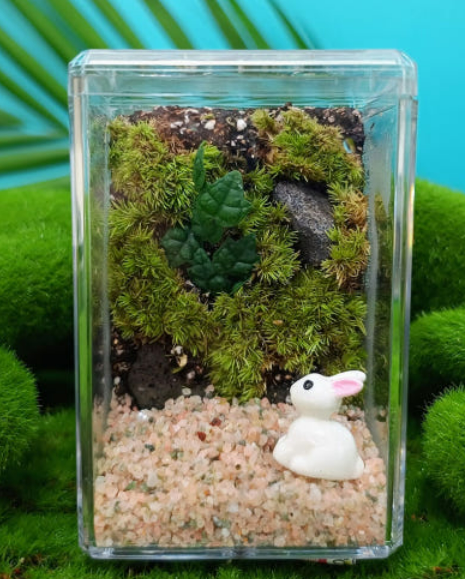 이끼