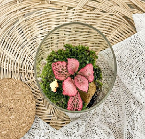 핑크스타와 이끼